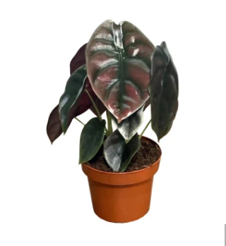 ALOCASIA CUPREA RED SECRET P09 - Veiling Holambra