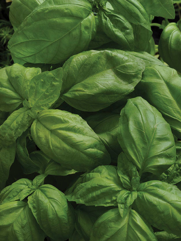 Basil Sweet Large Leaved Seedlings