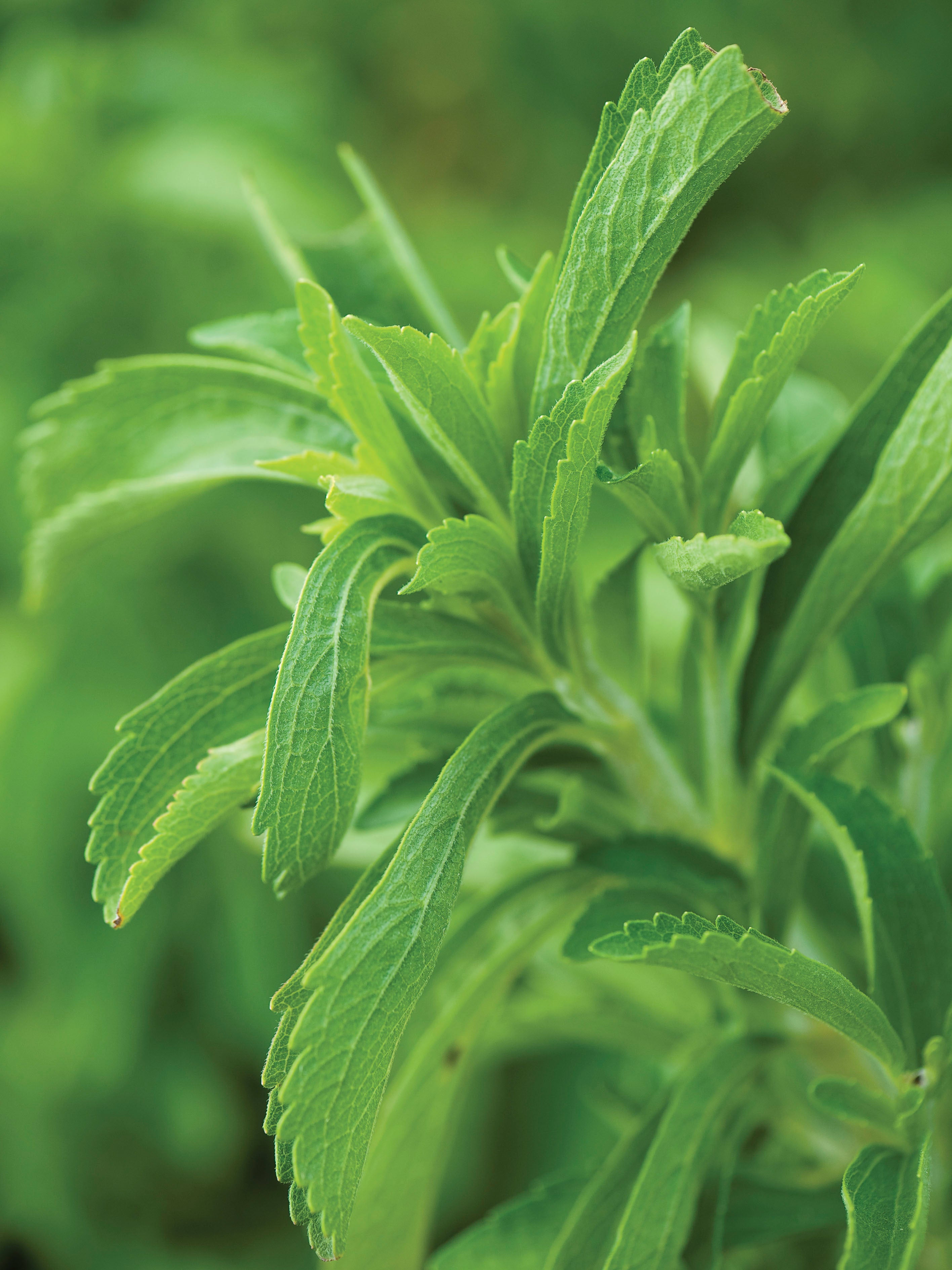 Stevia Seeds - Sweet Herb