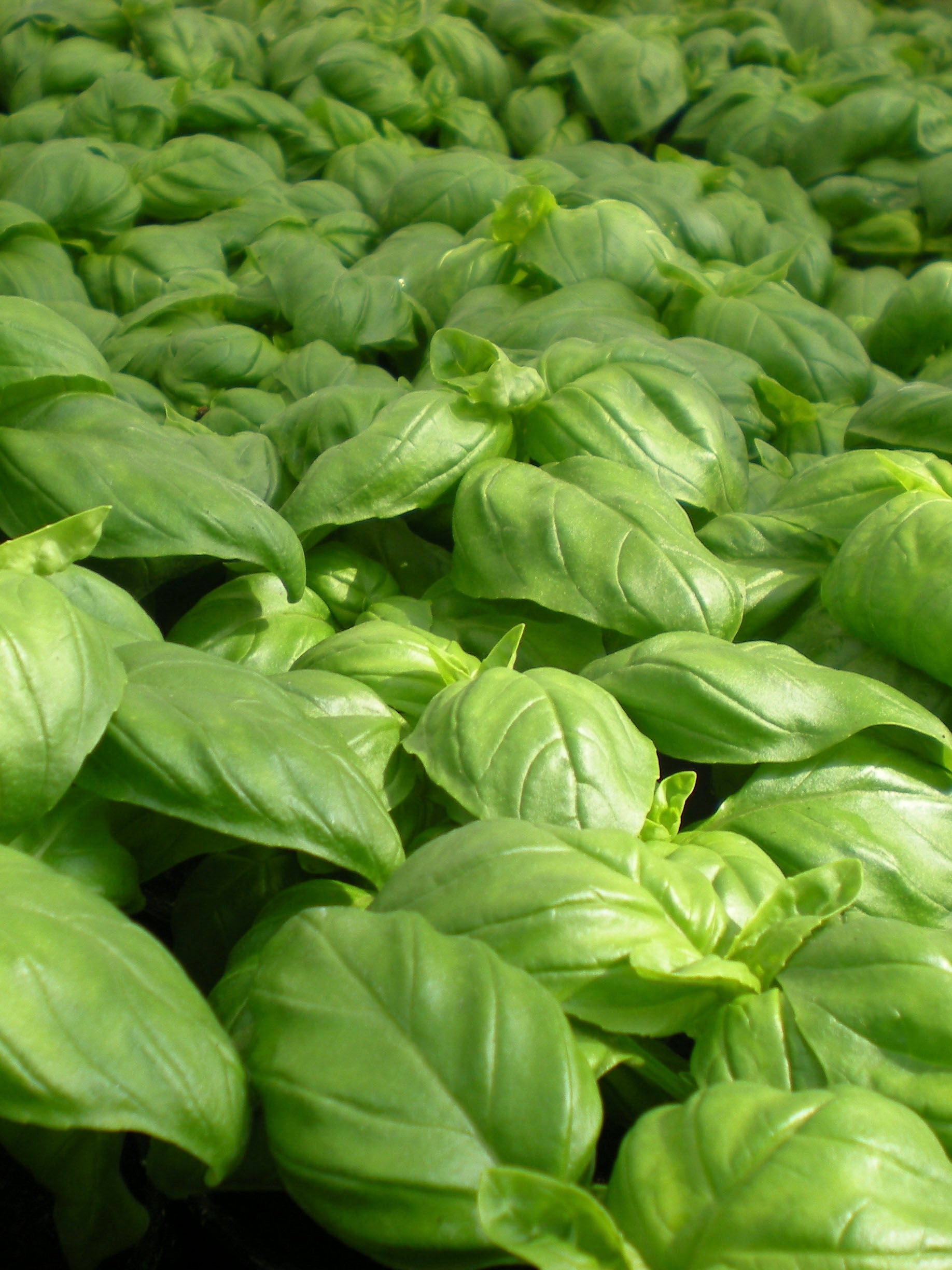 Basil Sweet Genovese Seed