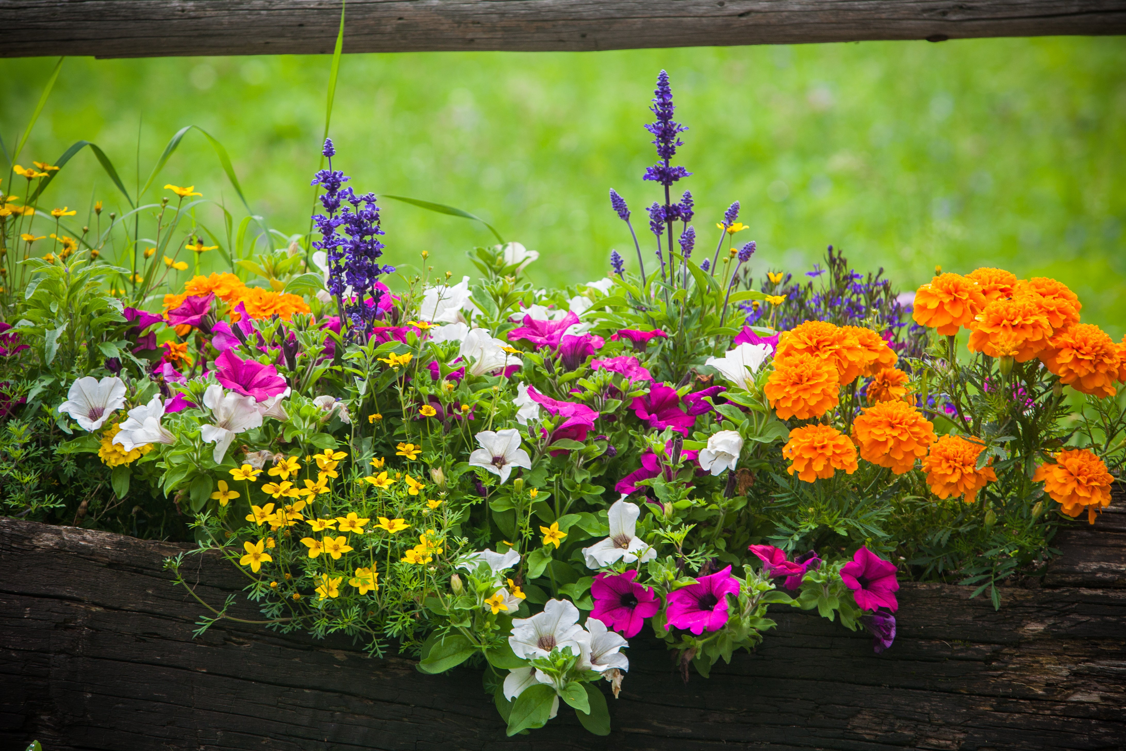 august-to-do-spring-into-your-garden-now-and-get-a-head-start-gro-pak