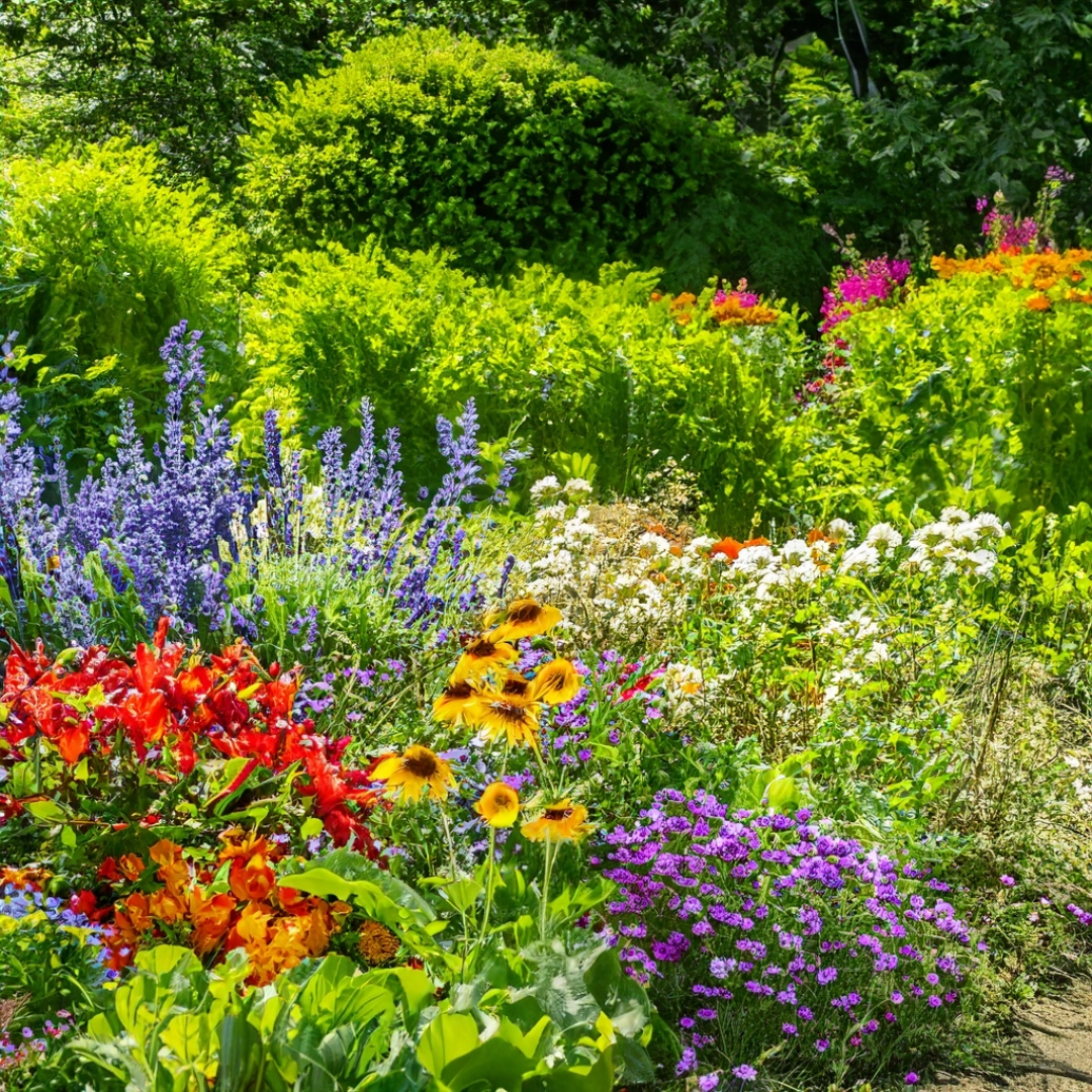 Garden Plants