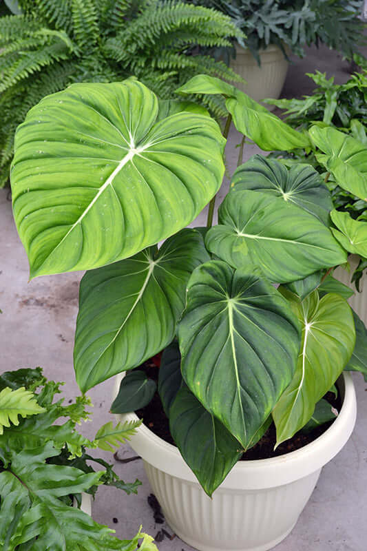 Philodendron Gloriosum Seedlings