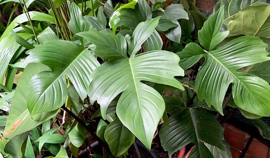 Philodendron Pedatum Florida Green Seedlings