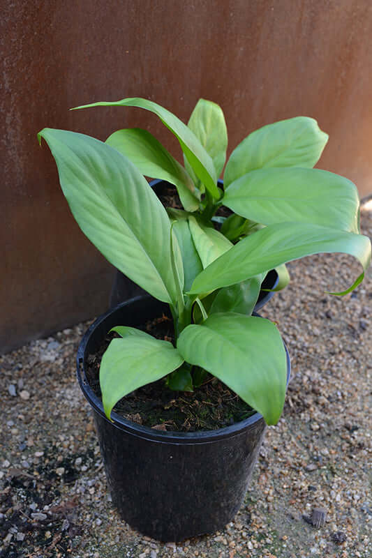 Dieffenbachia Exotica Green Passion