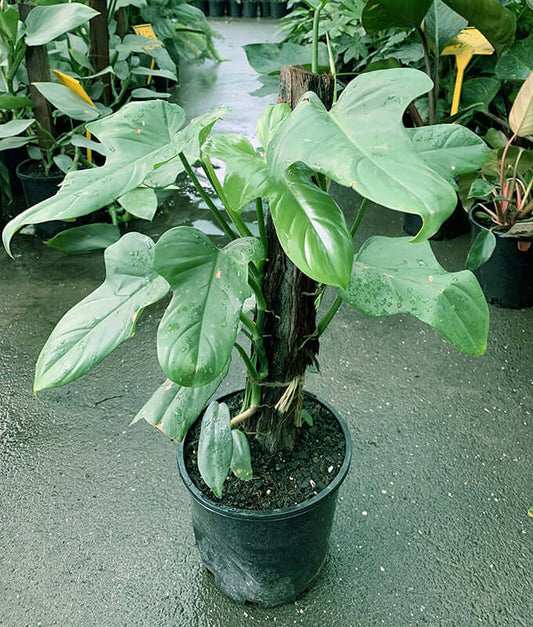 Philodendron Panduriforme Hybrid Seedlings