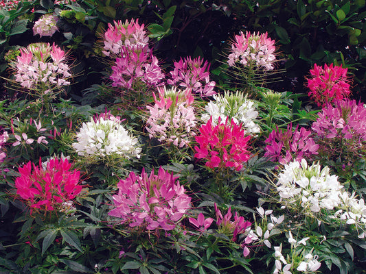 Cleome Sparkler Mix