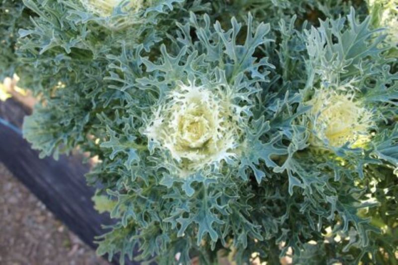 Kale Crane Feather Snow Seed