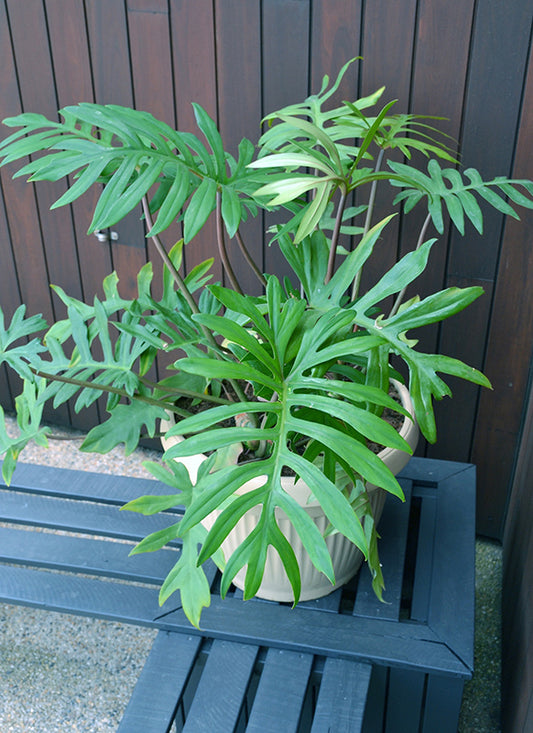 Philodendron Pedatum Mayoi Seedlings