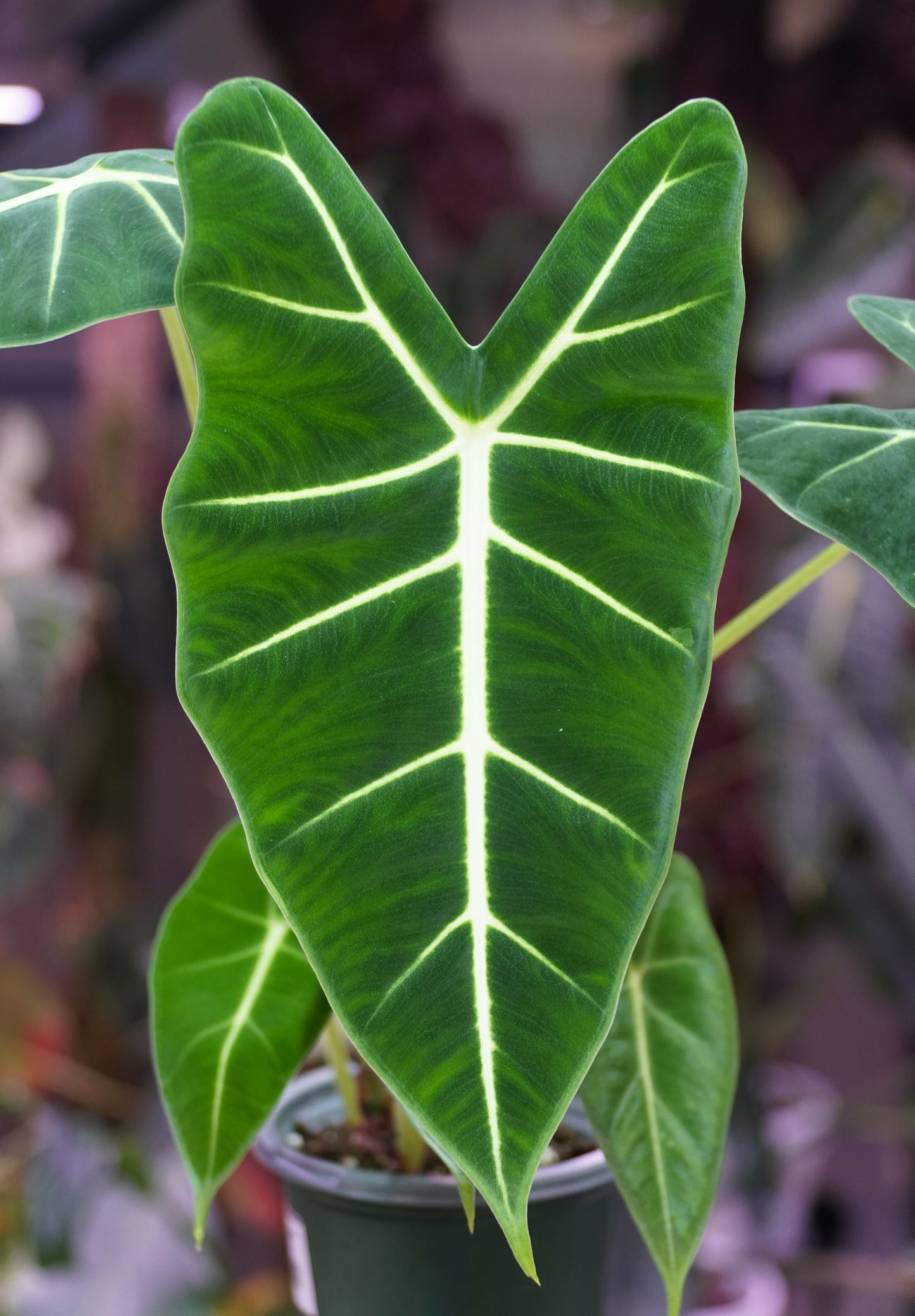 Alocasia Frydek Seedlings