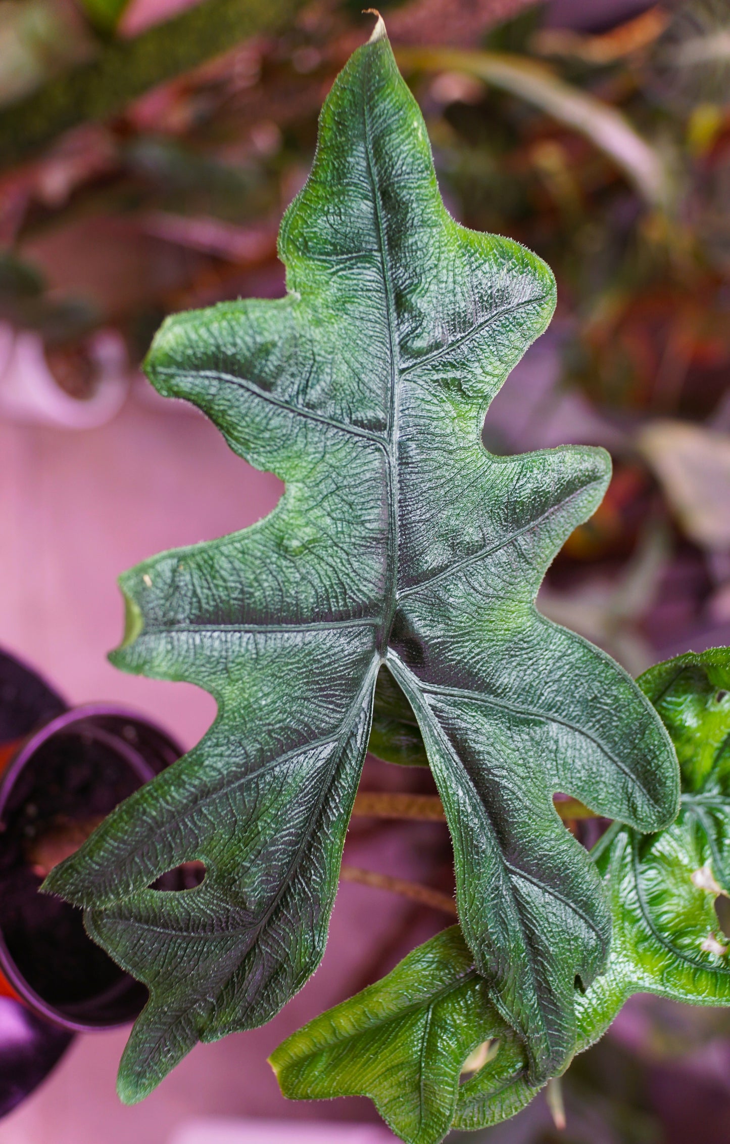 Alocasia Jacklyn Seedlings