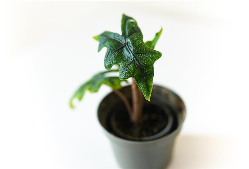 Alocasia Jacklyn Seedlings