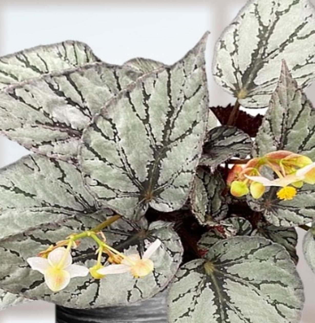 Begonia Rex Arctic Breeze Seedlings