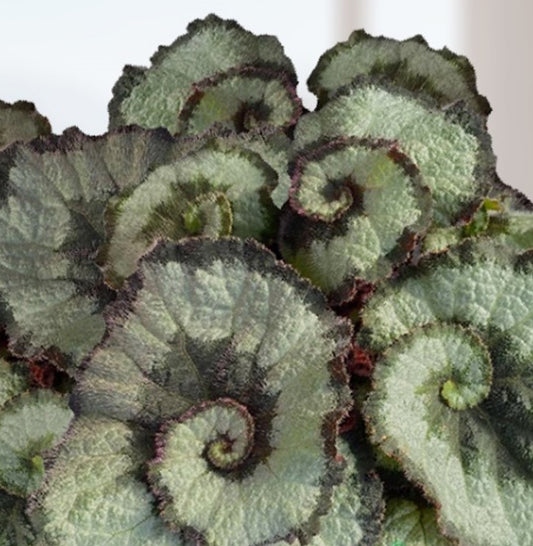 Begonia Rex Escargot Seedlings