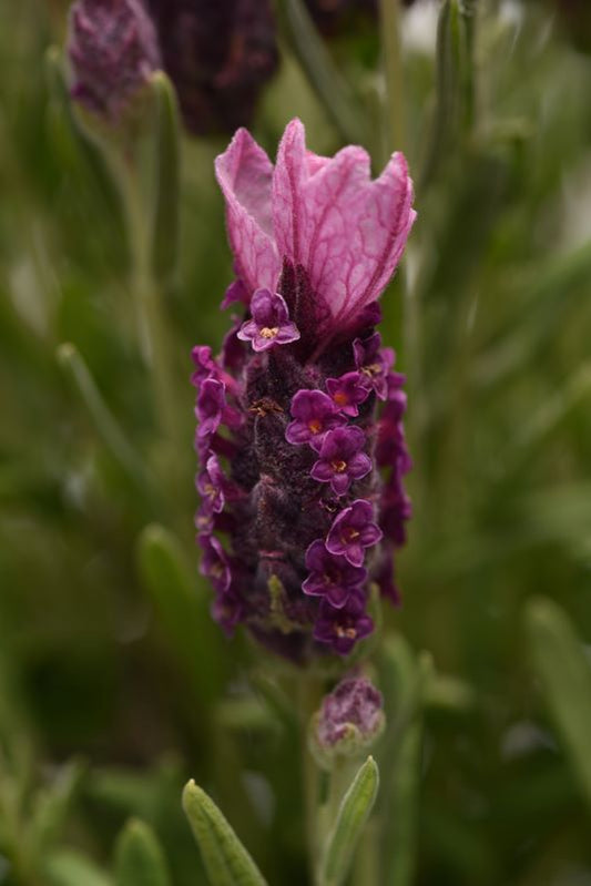 Lavender Bandera Deep Rose