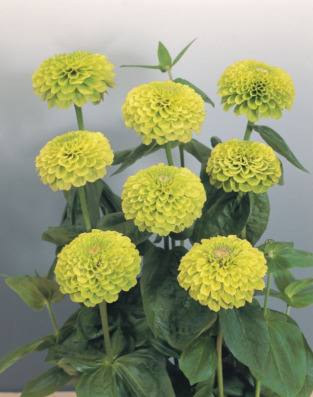 Zinnia Elegans Giant Lime