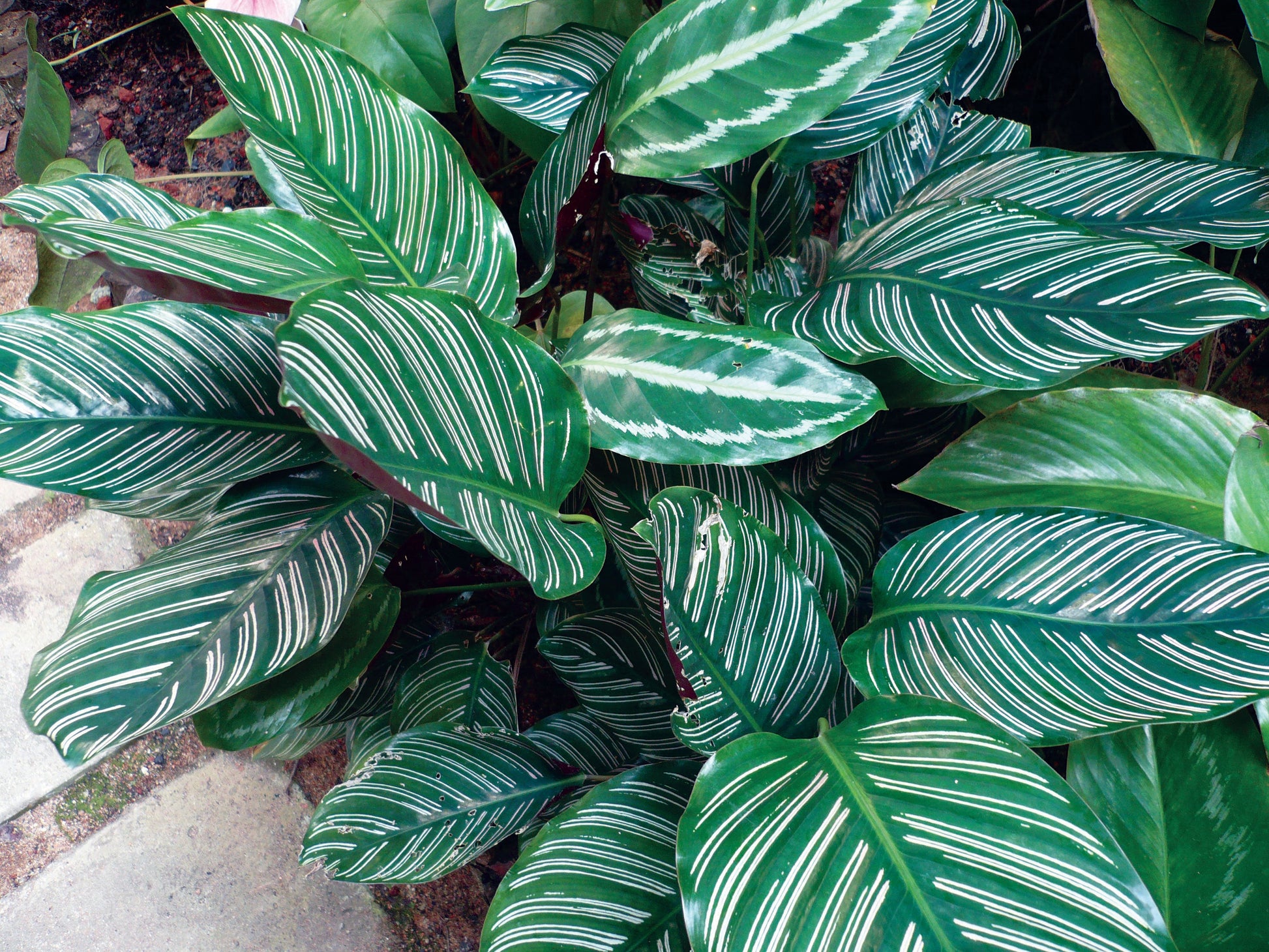  Calathea Ornata Sanderiana