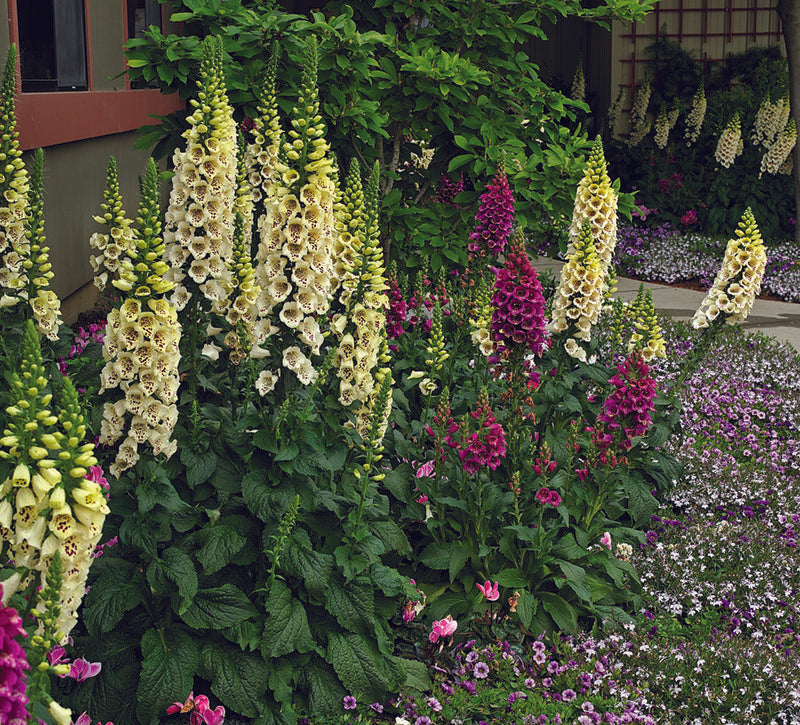 Digitalis Camelot Cream