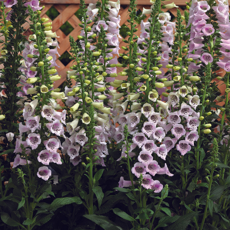 Digitalis Camelot Lavender