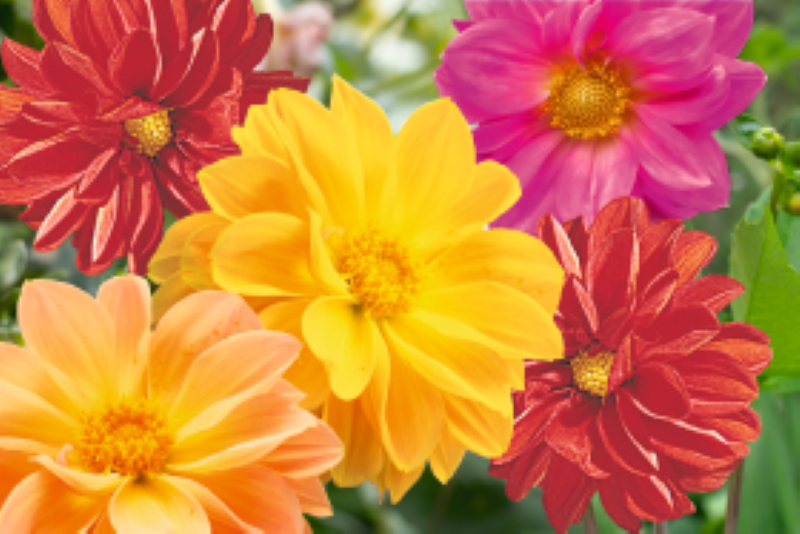 Dahlia Garden Pride Mix Seed: Early & Colorful Blooms