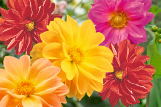 Dahlia Garden Pride Mix Seed