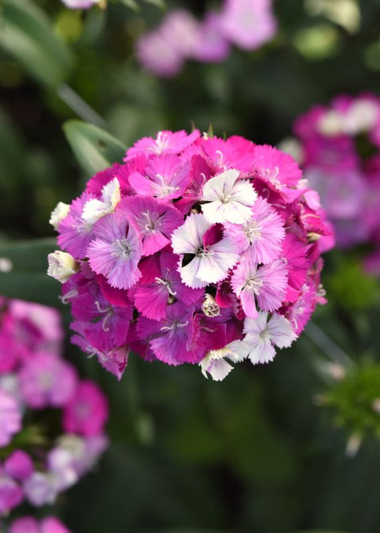 Dianthus Amazon Lavender Magic Seed