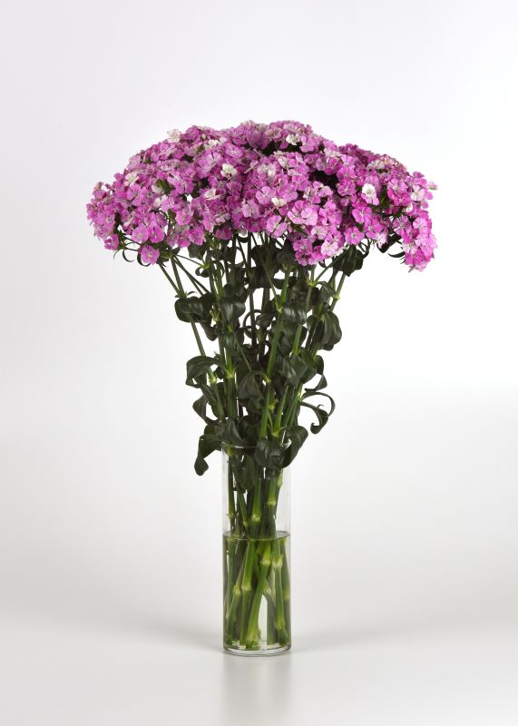 Dianthus Amazon Lavender Magic Seed