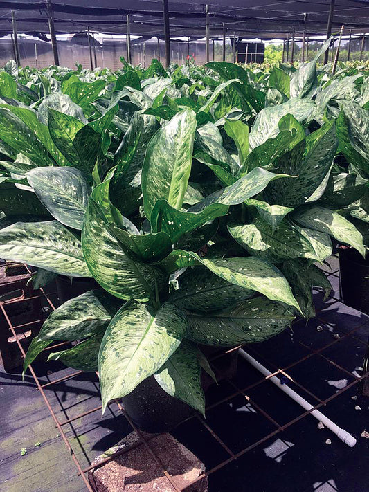 Dieffenbachia Memoria Corsii Seedlings