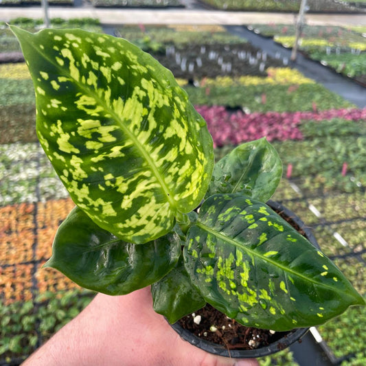 Dieffenbachia Reflector Seedlings