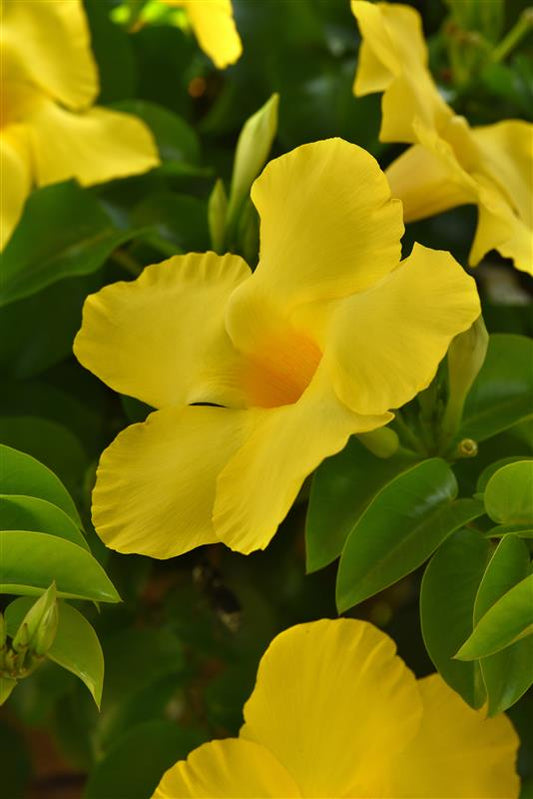 Dipladenia Diamantina Citrine Yellow 2.0 Seedlings