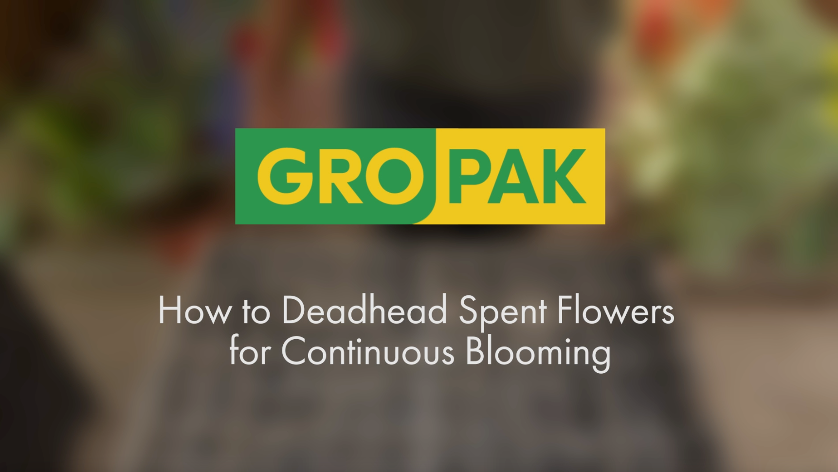 Load video: How to remove spent flowers to encourage more blooms on your plant.