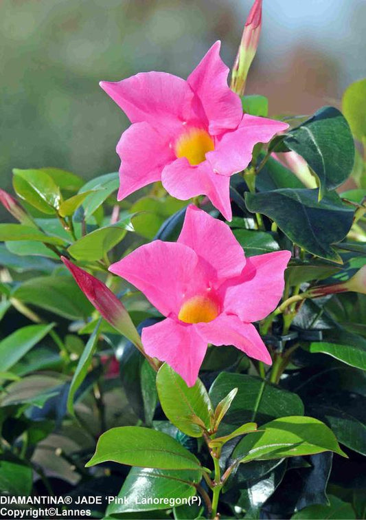 Dipladenia Diamantina Jade Pink