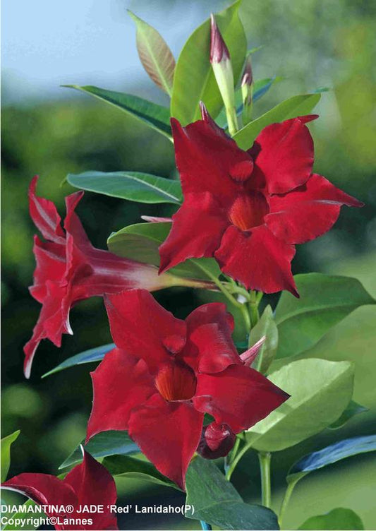 Dipladenia Diamantina Jade Red