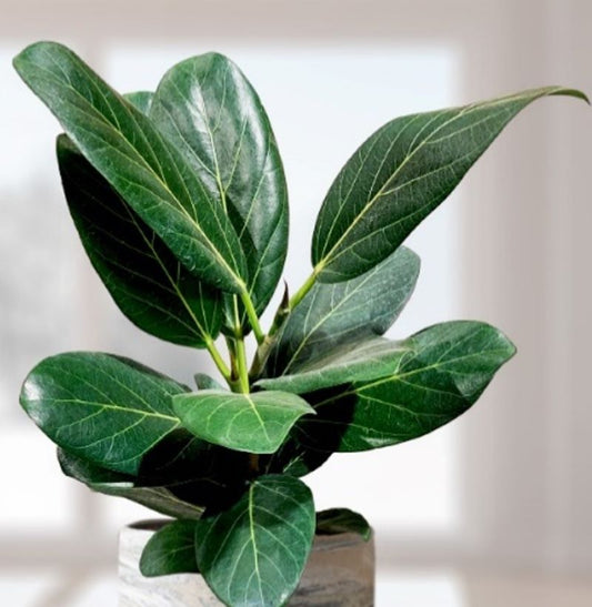 Ficus Audrey Seedlings