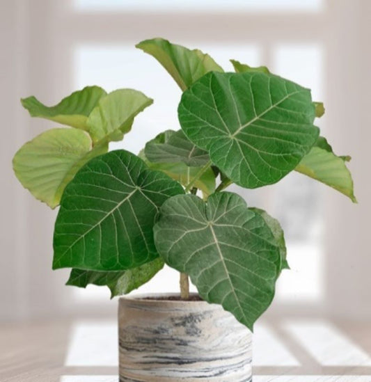 Ficus Umbellata Seedlings