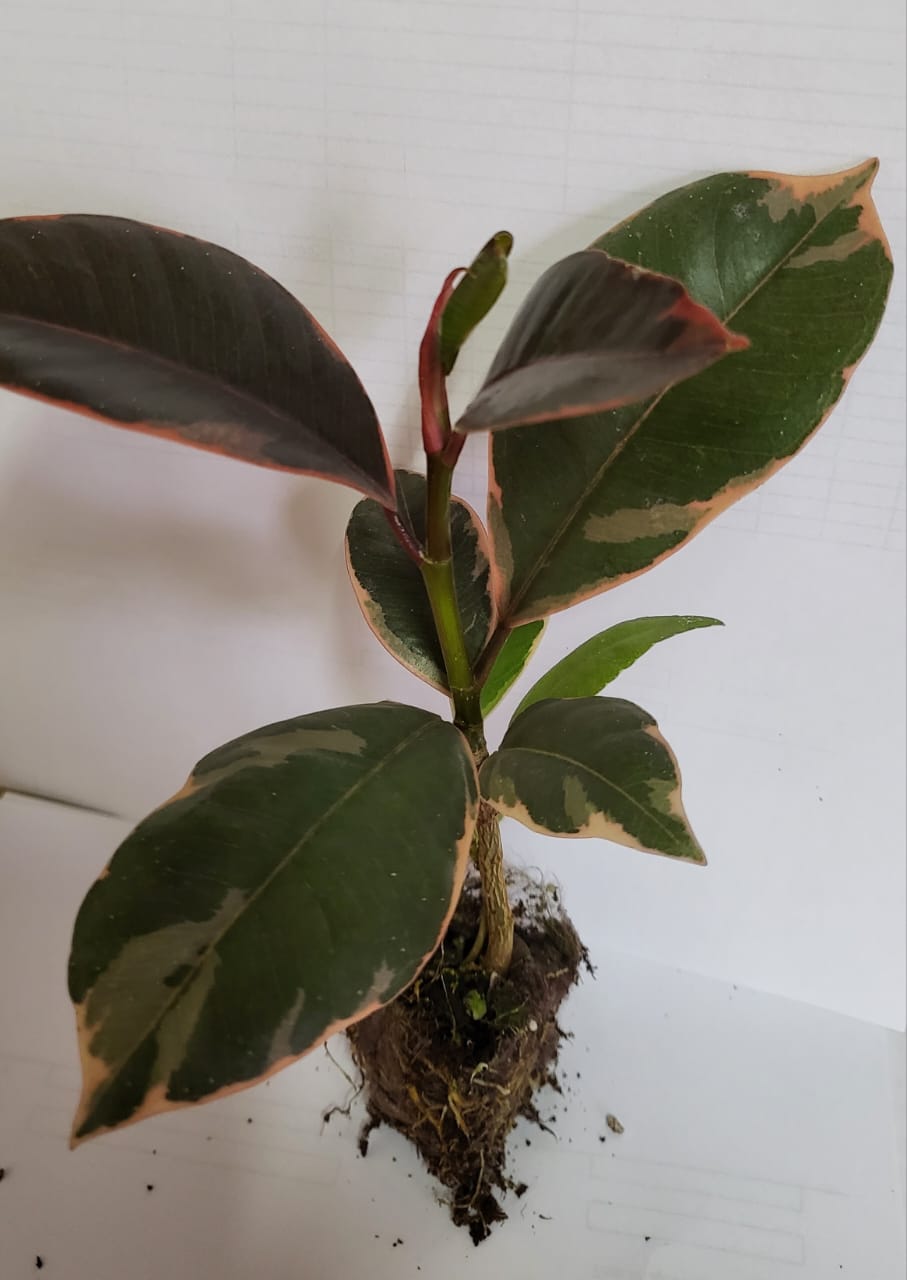 Ficus Elastica Ruby 