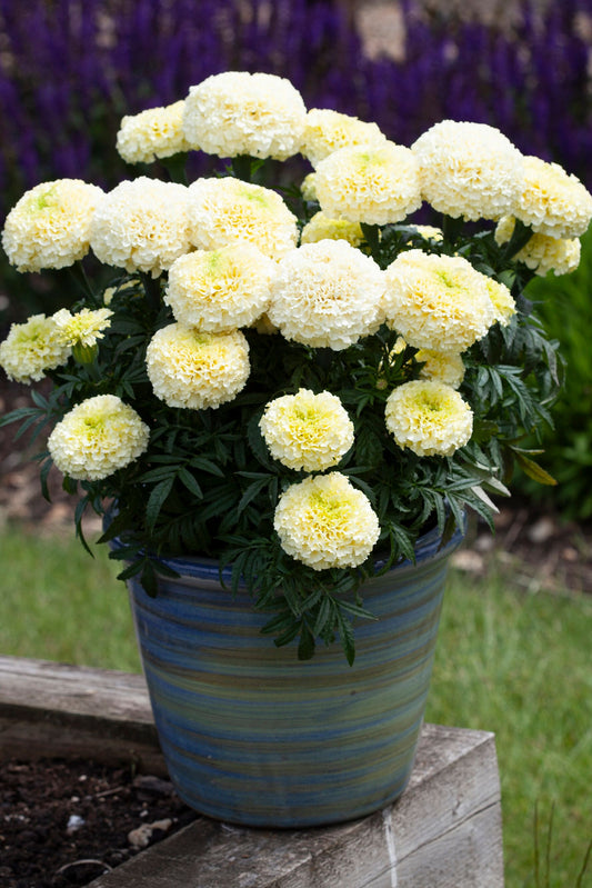 Marigold Whitegold Max Seed