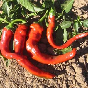 Capsicum Hot Portugal Seed