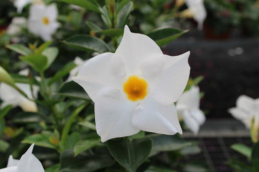 Dipladenia Diamantina Jade White