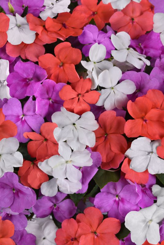 Impatiens Beacon Mix Pearl Island 