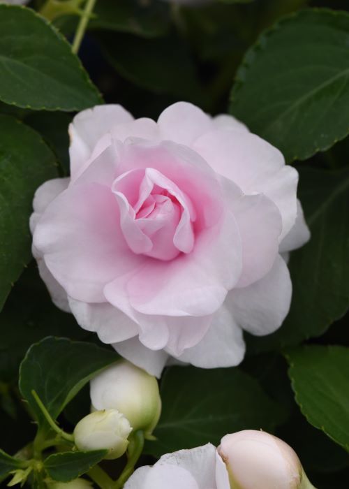 Impatiens Glimmer Appleblossom Seedlings