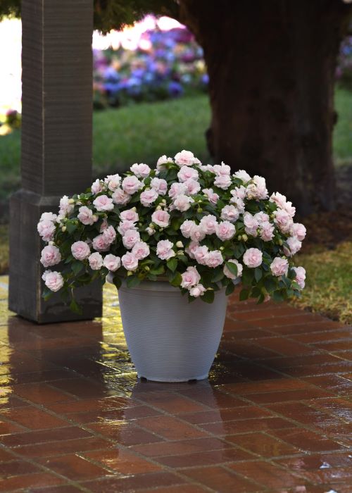 Impatiens Glimmer Appleblossom Seedlings