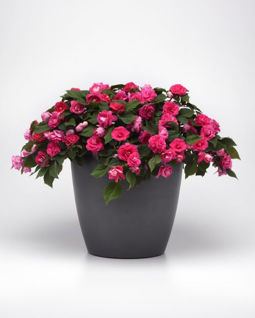 Impatiens Glimmer Hot Pink Seedlings