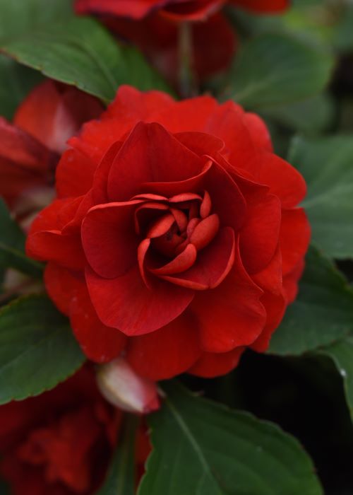 Impatiens Glimmer Dark Red Seedlings