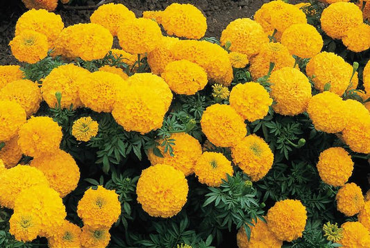 Marigold Inca Ii Gold