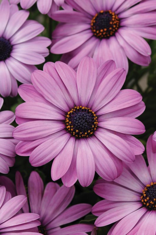 Osteospermum Akila Lavender Shades