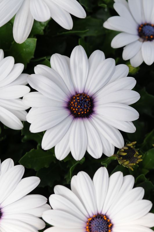  Osteospermum Akila White