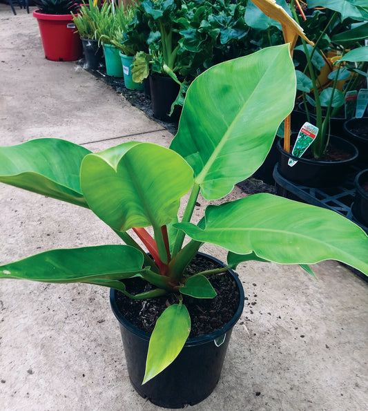 Philodendron Erubescens Imperial Green Seedlings