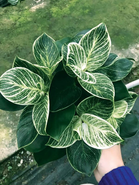 Philodendron Erubescens Birkin Seedlings