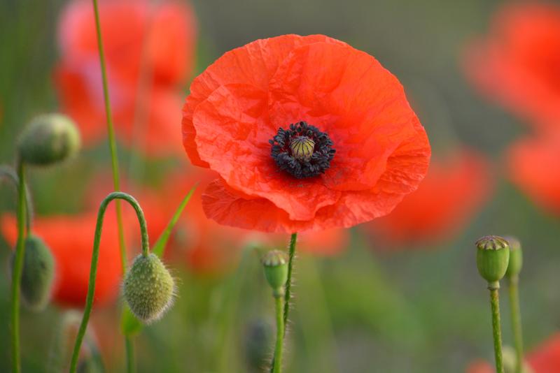 Poppy Flanders Single Red